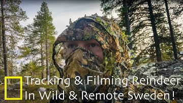Wildlife Photography | Tracking And Filming Reindeer In Wild & Remote Sweden