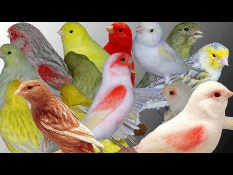 الدرس الأول شرح مبسط لأنواع و طفرات الكناري أقسام الكناري كناري اللون الشكل التغريد