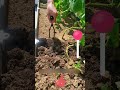 Hard Soil Solved! Ergonomic Soil Fork for Effortless Aeration & Root Protection 🌱🛠️✨