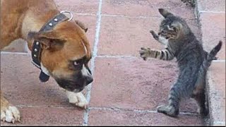 I'm the boss here! 😺 Funniest Cats and Dogs Videos That Will Make You Laugh