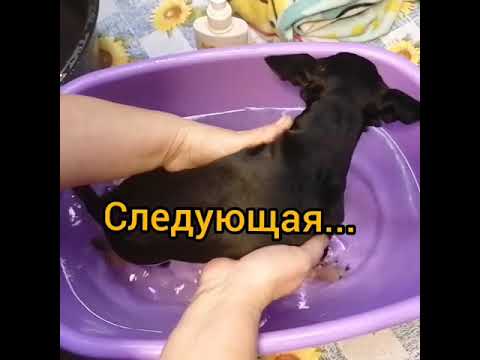 Шериф подрос, у