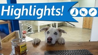 Highlights From November At Dogplay