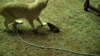 Gopher hunter