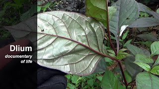 Ruby leaf (Alternanthera brasiliana) - part 2