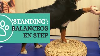 Ejercicios de 'standing' II: dar la pata y step | CRAR BCN