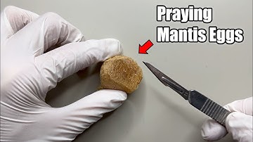 What Happens When You Cut Open a Praying Mantis Egg Case?