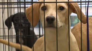 “Most horrible conditions ever seen:” Police find 30 dead dogs inside Ohio animal shelter