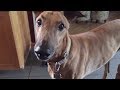 4 you - Funniest Whippet Videos の動画、YouTube動画。