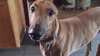 4 you  Funniest Whippet Videos