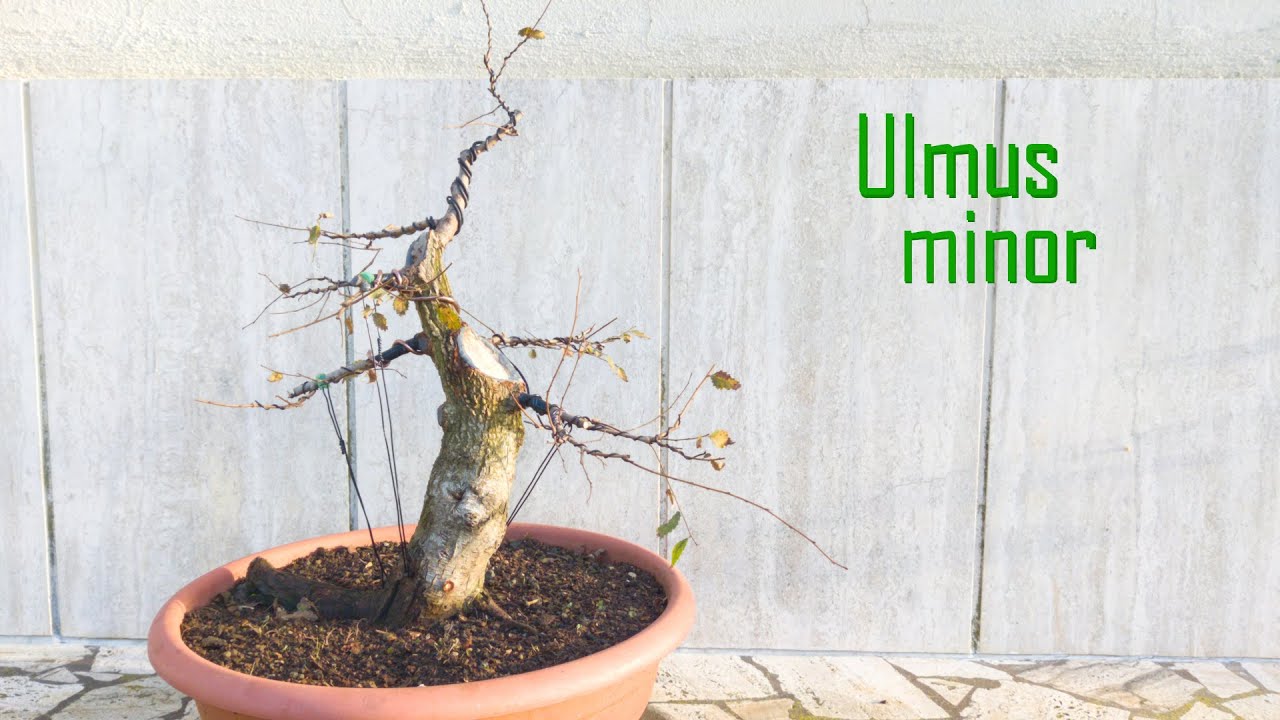 Prima Impostazione Olmo Campestre - Prebonsai