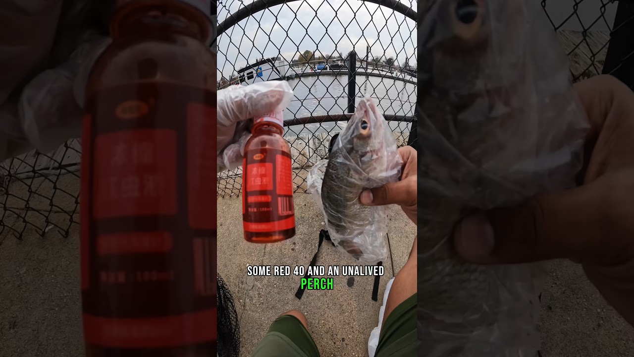 Replying to @psionicmoonglow Red 40 and fish explained!, worm juice  fishing