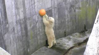 円山動物園 ホッキョクグマ おもちゃの遊び方