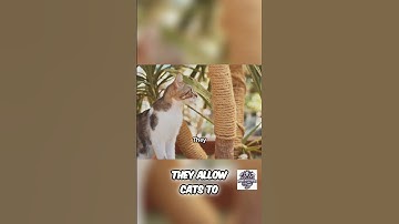 Decoding Cat Language: Understanding Feline Communication