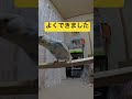レイちゃん飛んできた #セキセイインコ #インコ #癒し #かわいい