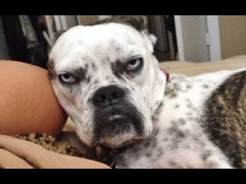 22 中指 貓 おもしろ犬 中指を立てられた犬の反応 ちょう面白い めっちゃキレる