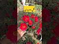 Summer season flowers 🌷 #flowers #summerflower #shortvideo