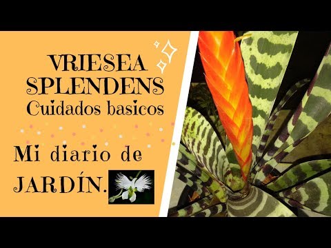 Vídeo: Vriezia. Cuidado, Cultivo, Reproducción. Bromelias. Epifita. Floración Decorativa. Flores Plantas De Interior. Una Fotografía