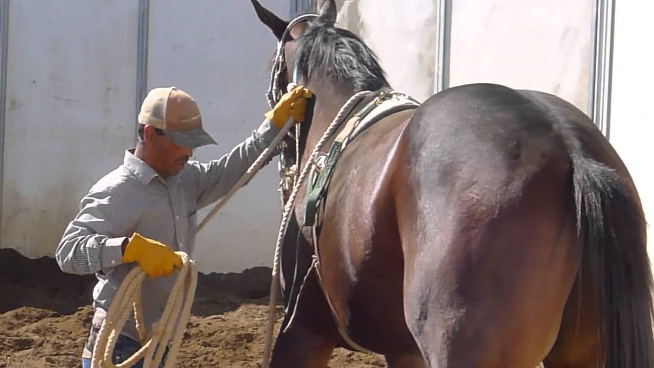 Breaking a Thoroughbred: Lord Admiral Stage II