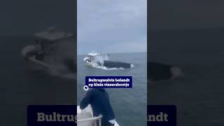 Bultrugwalvis laat vissersbootje kapseizen, twee vissers komen met de schrik vrij