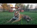 Adorably goofy  tigers being crazy cute