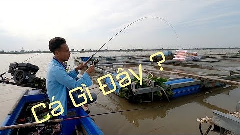 Trở lại làng bé Đồng Tháp câu cá tra và những trải nghiệm mới lạ khi đi câu