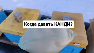 Как узнать что пора дать подкормку пчёлам