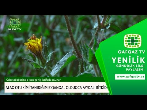 Video: Qld-də dərman alaq otları qanunidirmi?