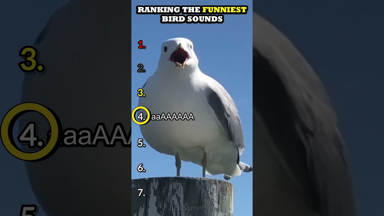 Ranking The Funniest Bird Sounds#birds #birdsounds