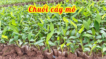 Quy trình sản xuất các giống chuối cấy mô phổ biến nhất, năng suất nhất hiện nay // 085.88.98765