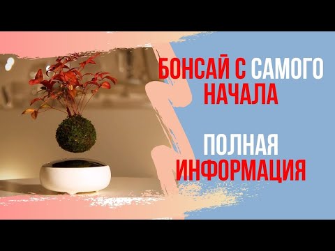 Как вырастить Бонсай с самого начала. Выращивание Бонсай из семян! Что такое "пун-сай"?