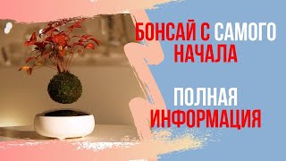 Как вырастить Бонсай с самого начала. Выращивание Бонсай из семян! Что такое \