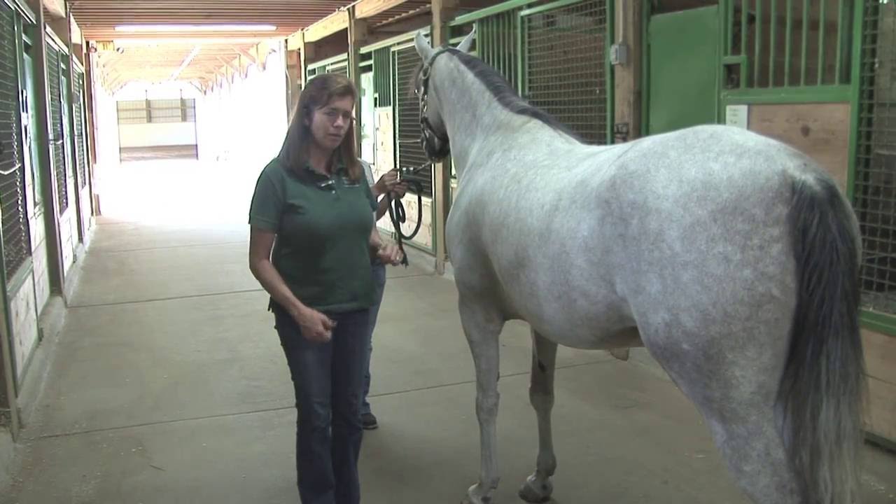 Horse Safety: Walking Behind A Horse