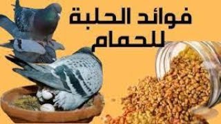 فوائد الحلبة الحصى واهميتها للحمام وطريقة استخدامها