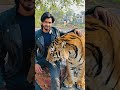 danger tiger 🥷🖤#lion #beamngdrive #lifeisbutadream #lifeisbutadream