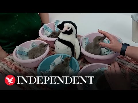 Video: Pet Scoop: Stanovnici Spašavanje Slijepi Pas Od Jezero, Pingvin Chicks Ručno Uzgajati u Zoo