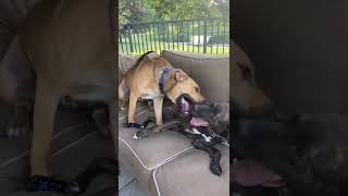 Axel and Gander - Adoptables Reach Rescue
