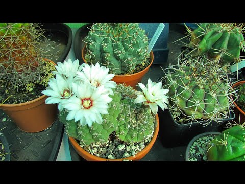 Videó: Chin Cactus Information: Ismerje meg a Chin Cactus Plants