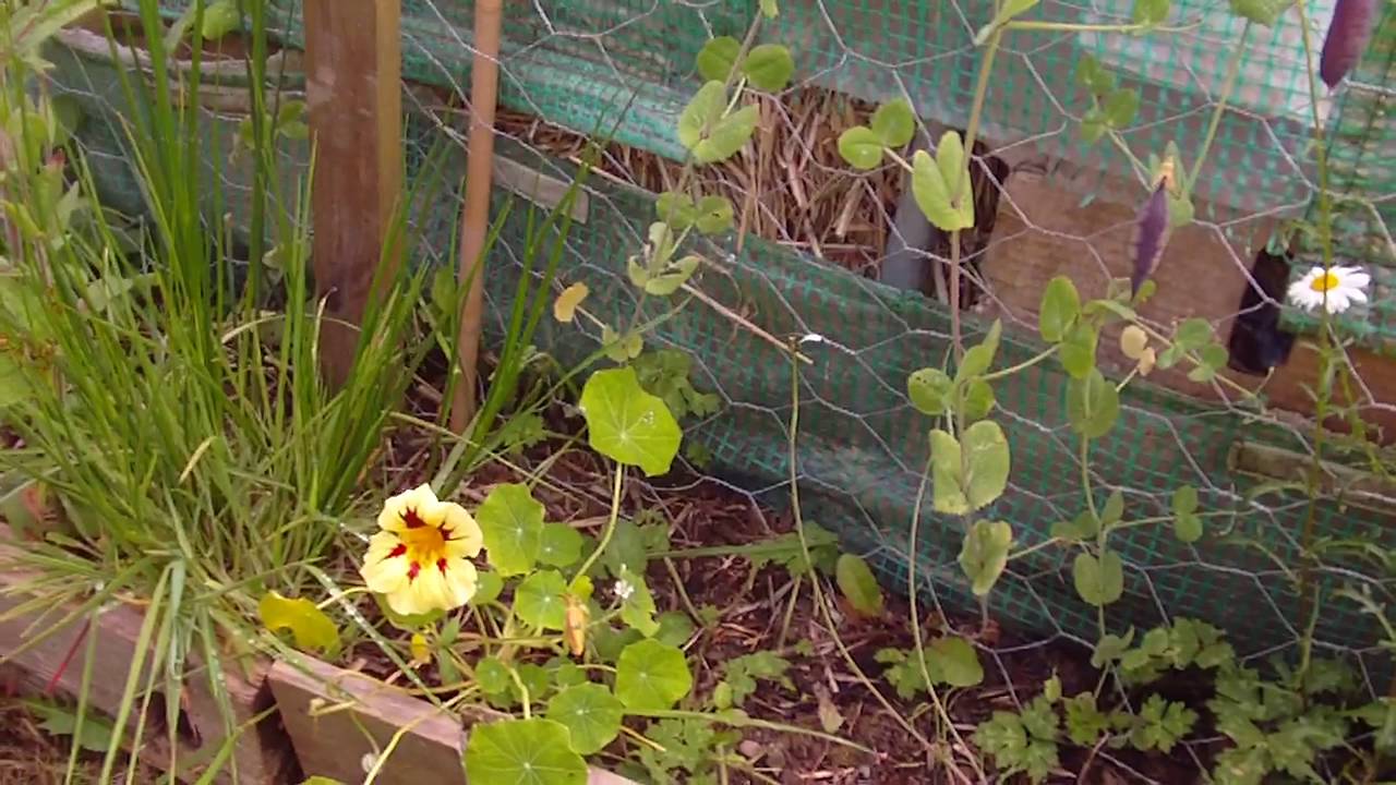 Organic Vegetable Gardening With Seed Bombs Co Meath Ireland Youtube