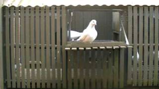 How To Keep Racing Pigeons Safe From Cat Attack New Zealand Youtube