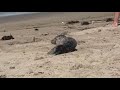 Seal pup rescue on Venice Beach