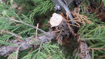 General Pruning Training