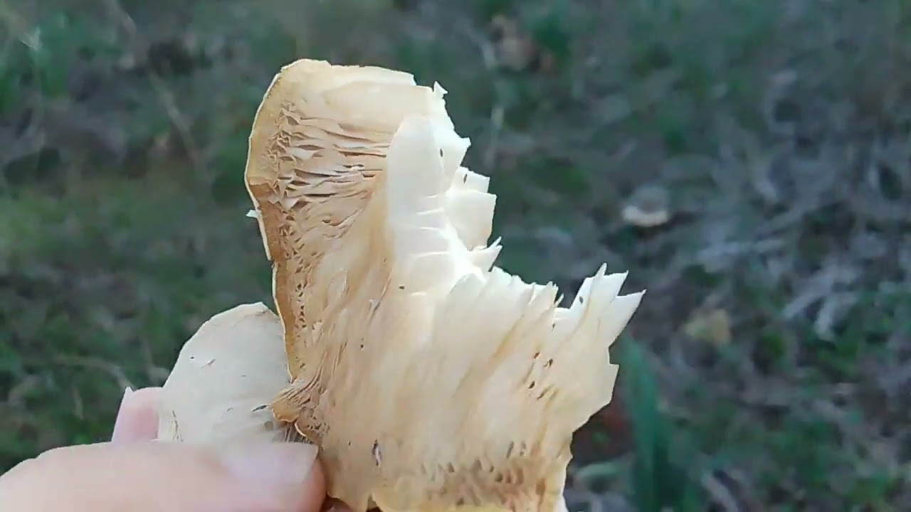 رحلة البحث عن الفطر الصالح للأكل في الغابات السهلة والاماكن المسطحة في الجزائر الحلقة 3🇩🇿