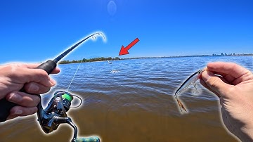 I Thought This FISH Was Rare?! - Swan river Giant Herring