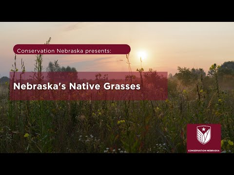Video: Quali alberi sono nativi del Nebraska?