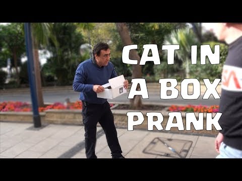 cat-in-a-box-prank!