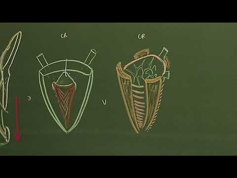 Vidéo: Anatomie, Fonction Et Diagramme De La Vessie - Cartes Corporelles