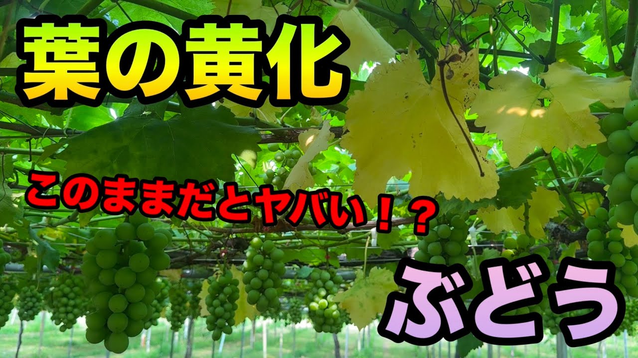 梅雨時期に訪れるぶどうの葉の黄化と落葉の原因〜適切な対策で健康なぶどう作りを〜2025-07-05