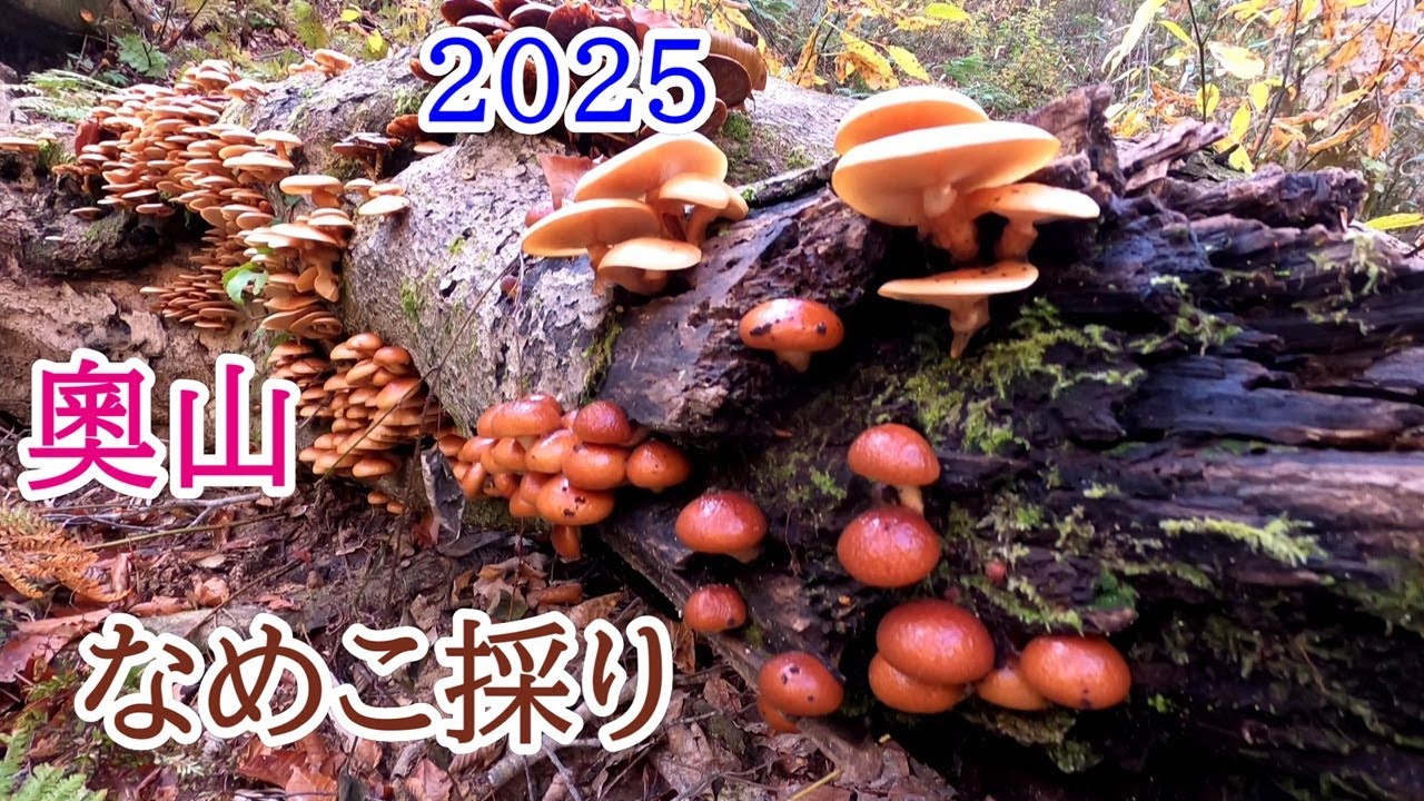 2025 奧山 なめこ編　　シモフリシメジも出始めました！！