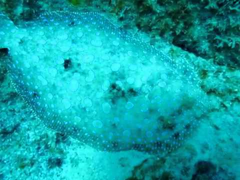 Thumb of Peacock flounder video