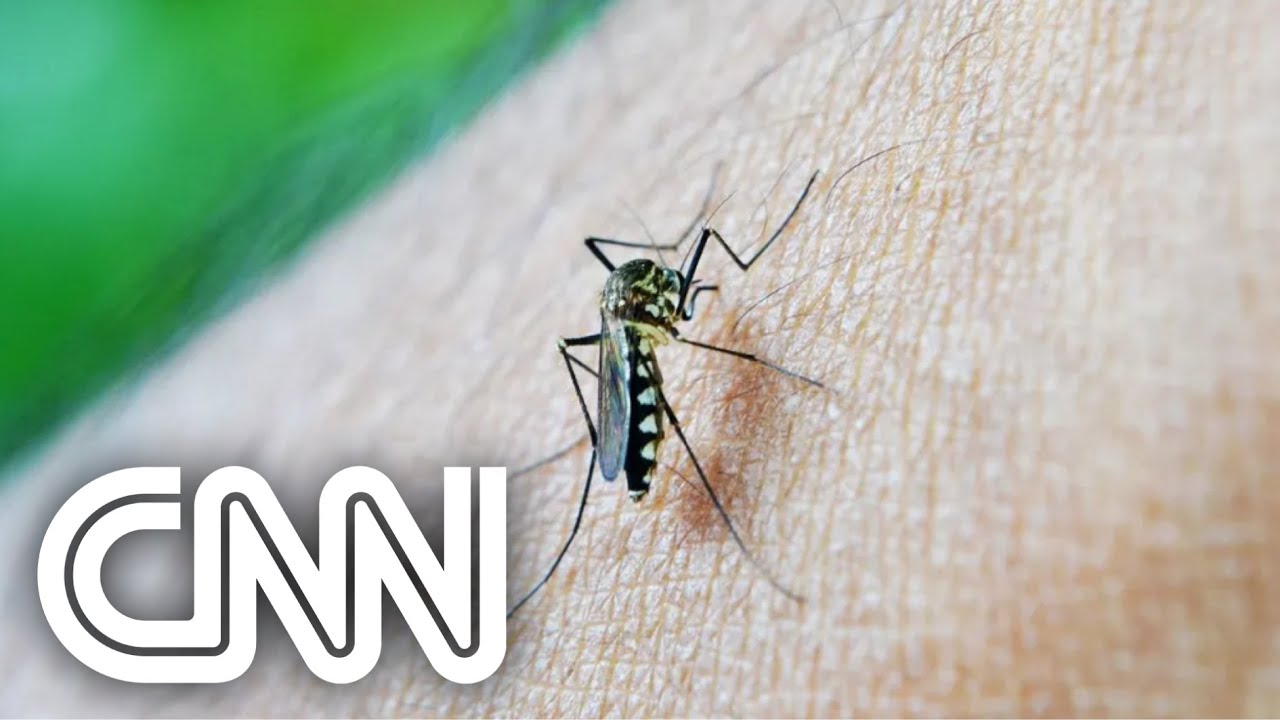 Vacina contra dengue alcança quase 80% de eficácia | CNN PRIME TIME
